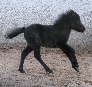 Celest1weekW.jpg