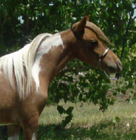 Chief7-10headb.jpg