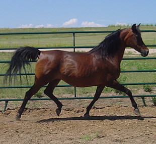 Dreams6-07trot.JPG