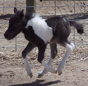 Gypsy2daysW.jpg