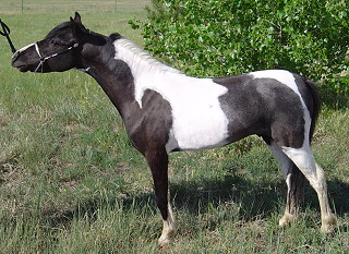 Jericho6-06.JPG