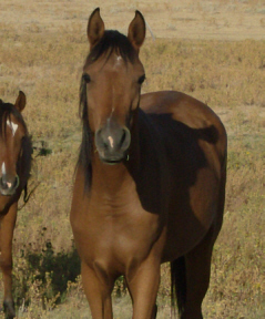 Khassie9-10.jpg