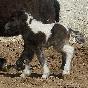 LILY2DAYS2W.JPG