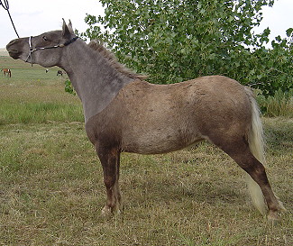 Lacey9-06.JPG