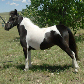 Lizzy7-10b.jpg