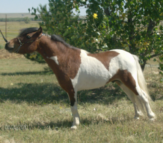 Spirit8-10L2w.jpg