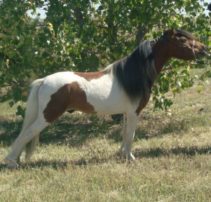 Spirit8-10r2w.jpg