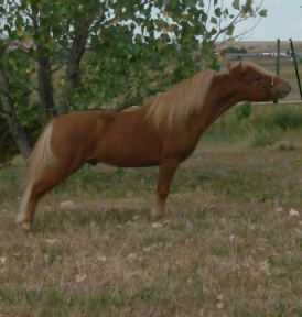 Toy9-10Rw.jpg