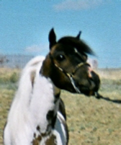Vinniehead5-08b.jpg