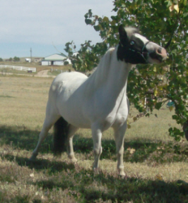 bonnet8-10w.jpg