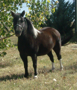 oreo8-10bw.jpg